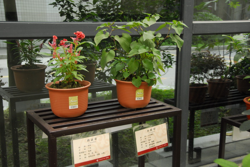 8 中草药展示园地