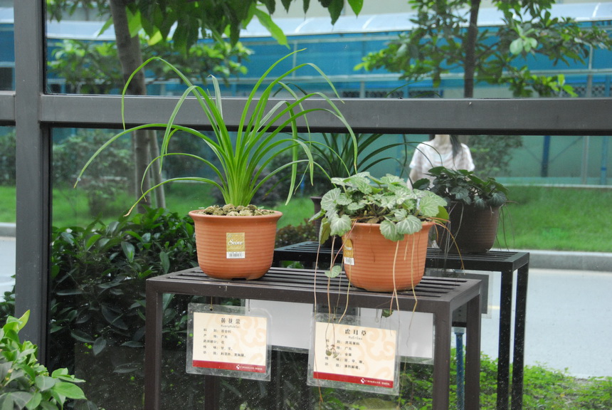 7 中草药展示园地
