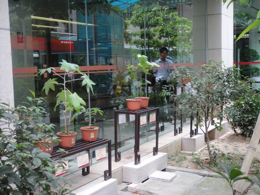 6 中草药展示园地