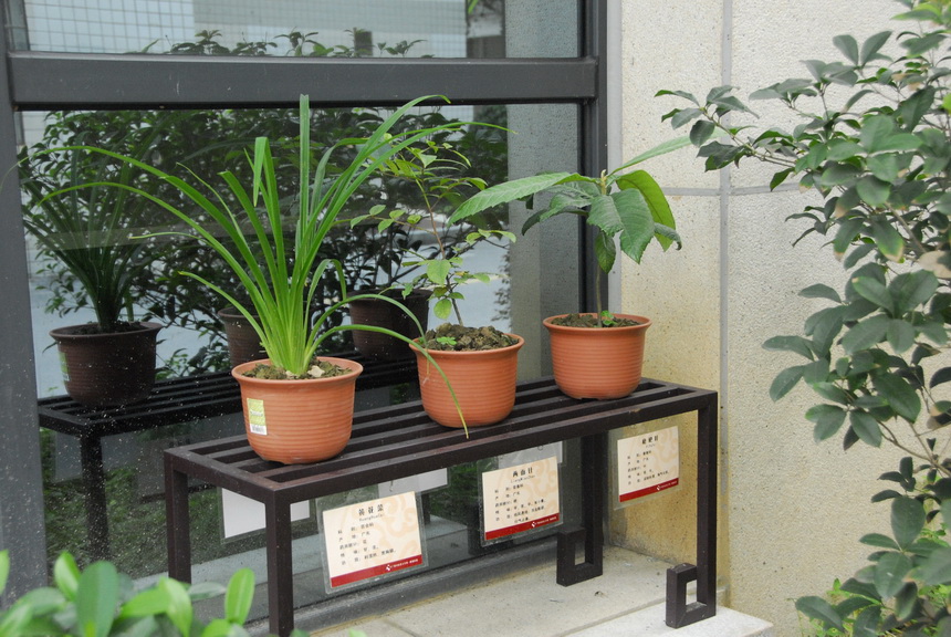 5 中草药展示园地