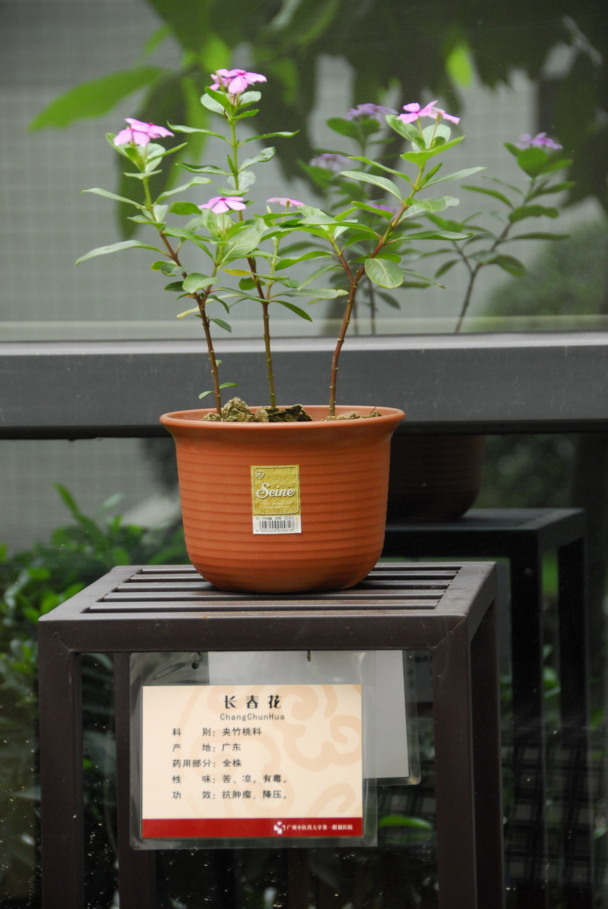 中草药展示园地