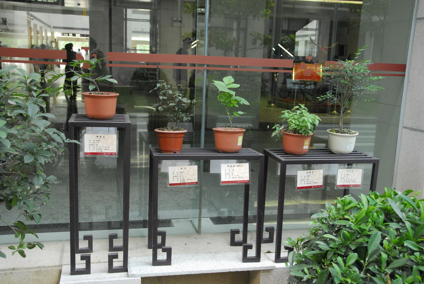 中草药展示园地